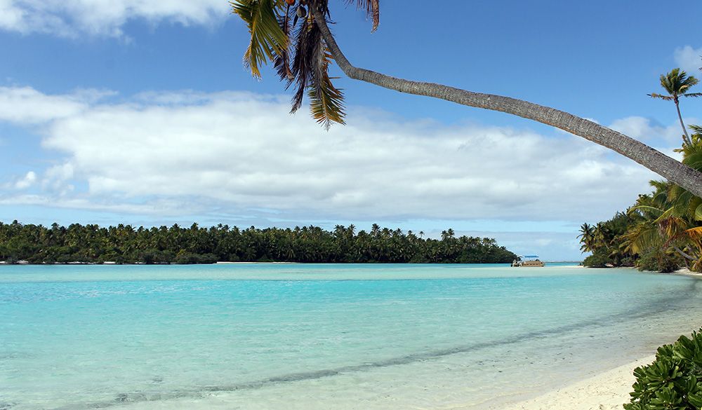 Coconut tree at Aitutaki, Cook Islands