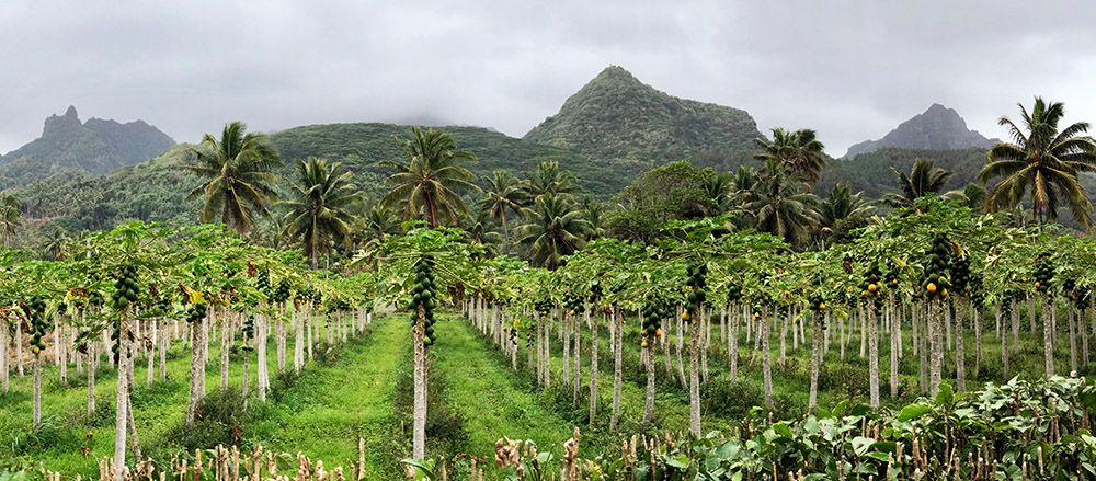 Inland of Rarotonga, Cook Islands