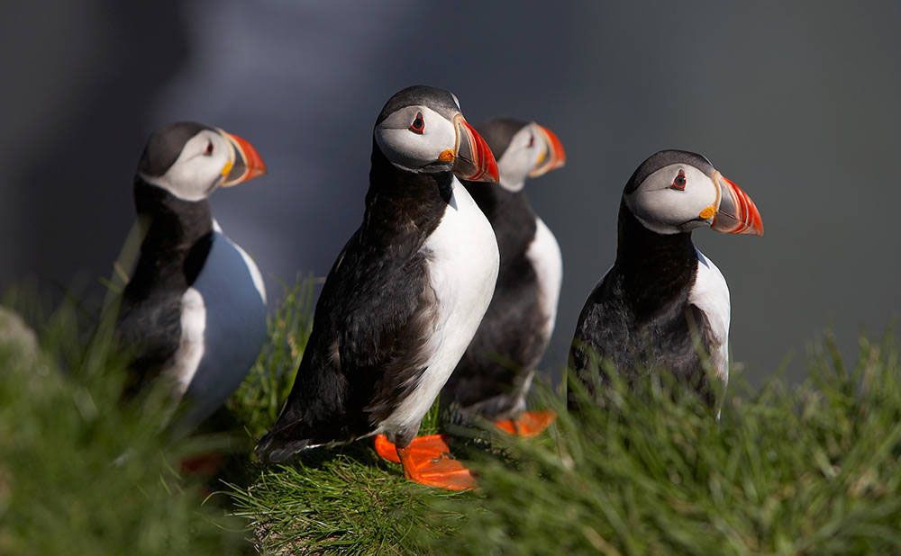 Puffins