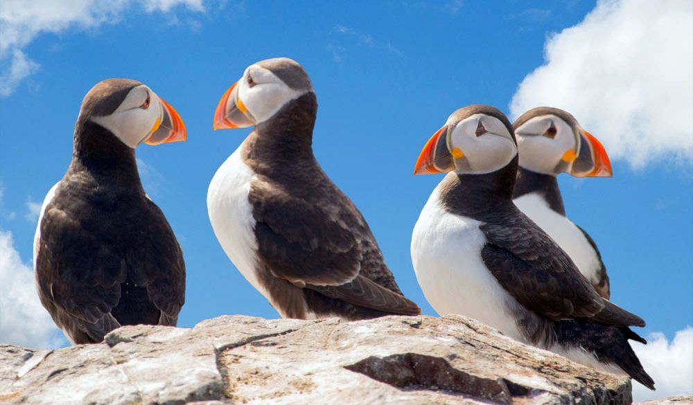 Puffins