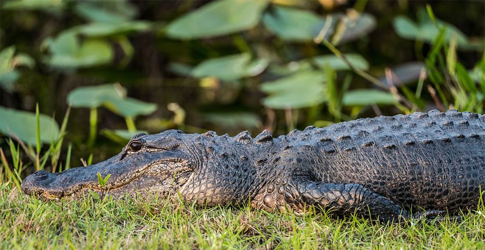 The Everglades