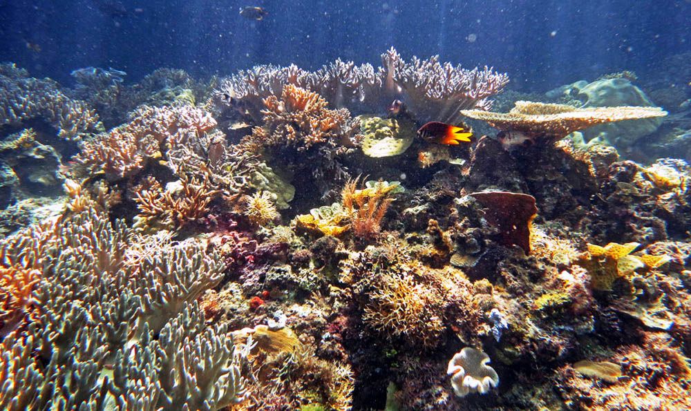 Coral garden Raja Ampat