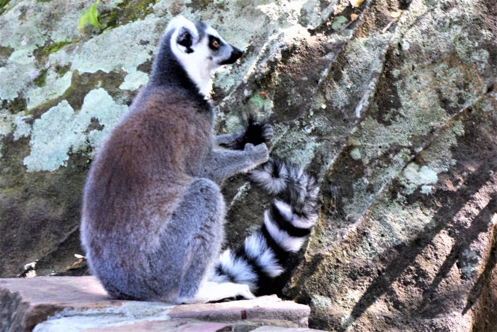 Ring-tailed lemur