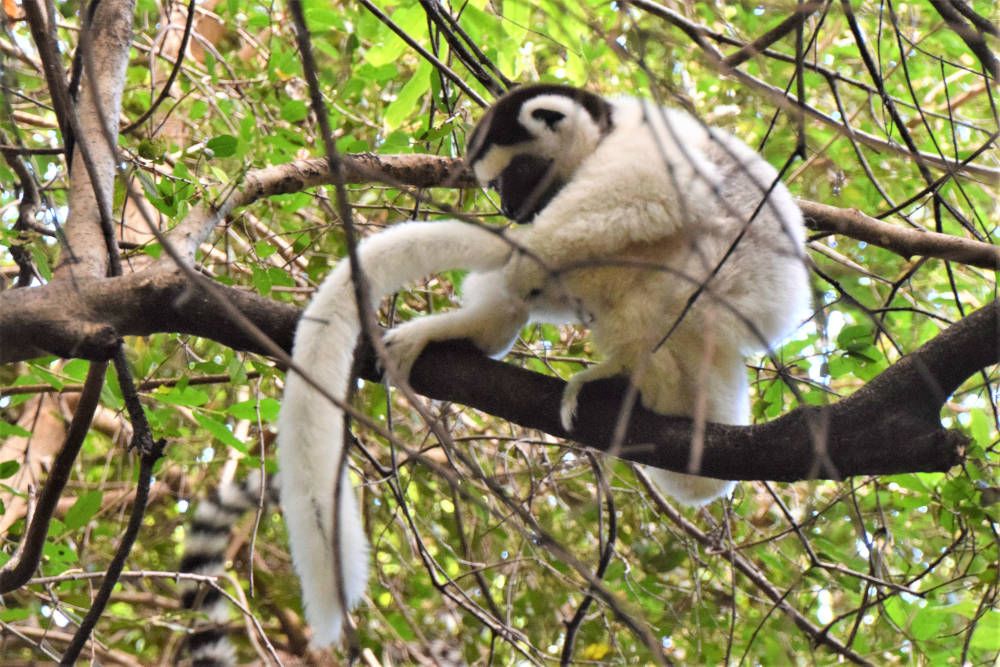 White Lemur