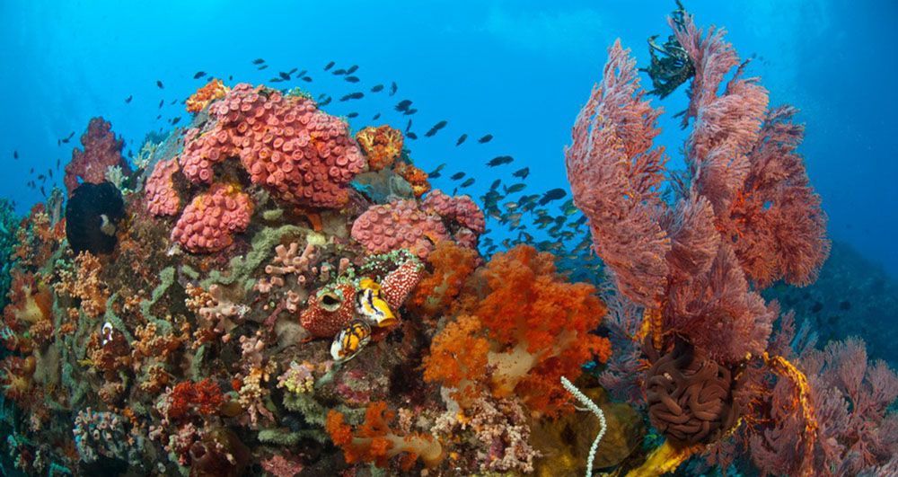 Coral garden in the Maldives