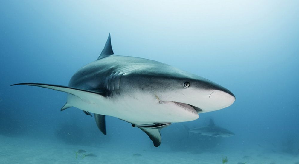 Sharks in the Maldives