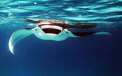 Diving in the Maldives