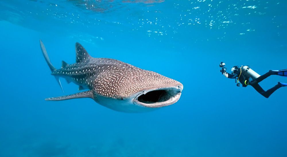 Whale shark