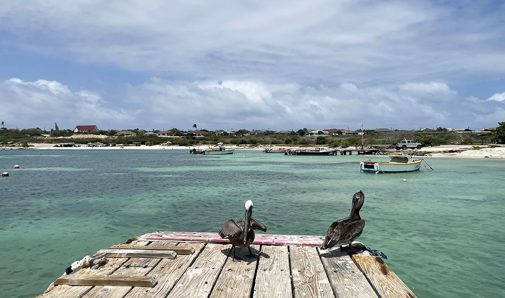 Pelicans