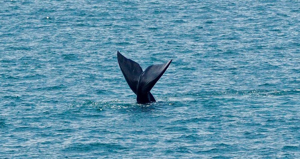 silver-travellers-south-africa-highlight-outside-cape-town-whale-mobile Whale watching