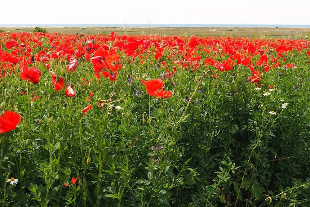 Poppies