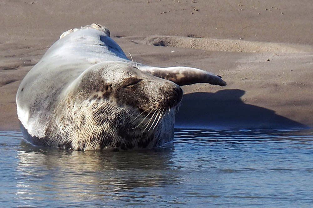Seal spotting