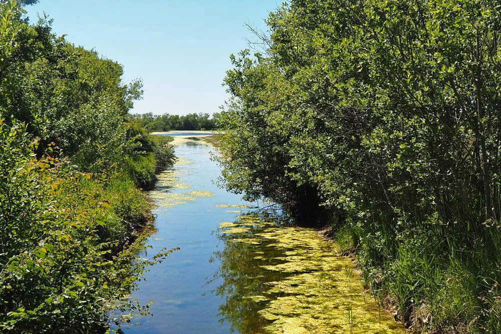 Creek in the Marquenterre