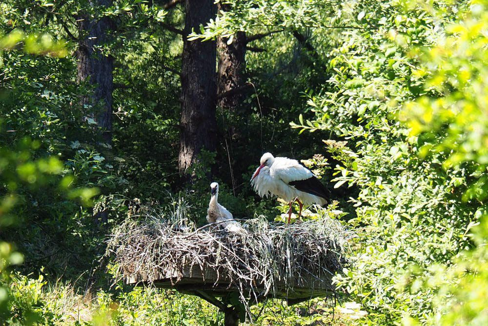 Storks in Parc du Marquenterre