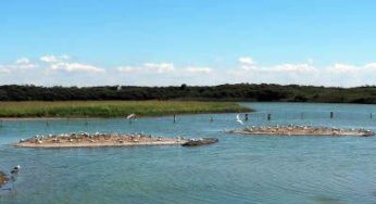 Parc du Marquenterre, highlight in the Somme Bay