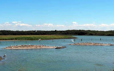 Parc du Marquenterre, highlight in the Somme Bay