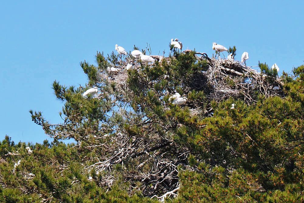 Tree birds in the Marquenterre