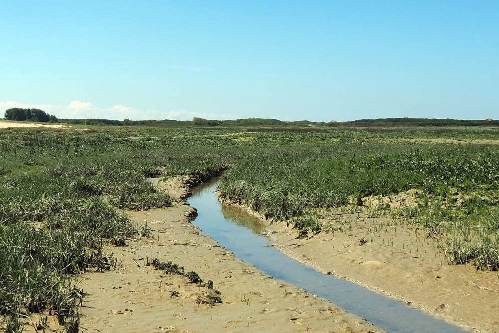 Mud flat