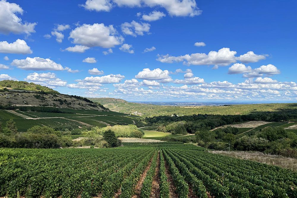 Vineyard close to Beaune