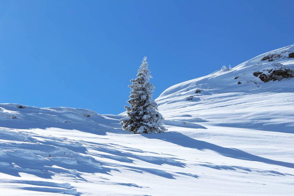 Tree in a winter wonderland