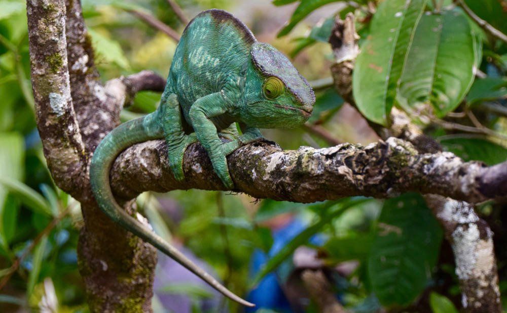 Chameleon