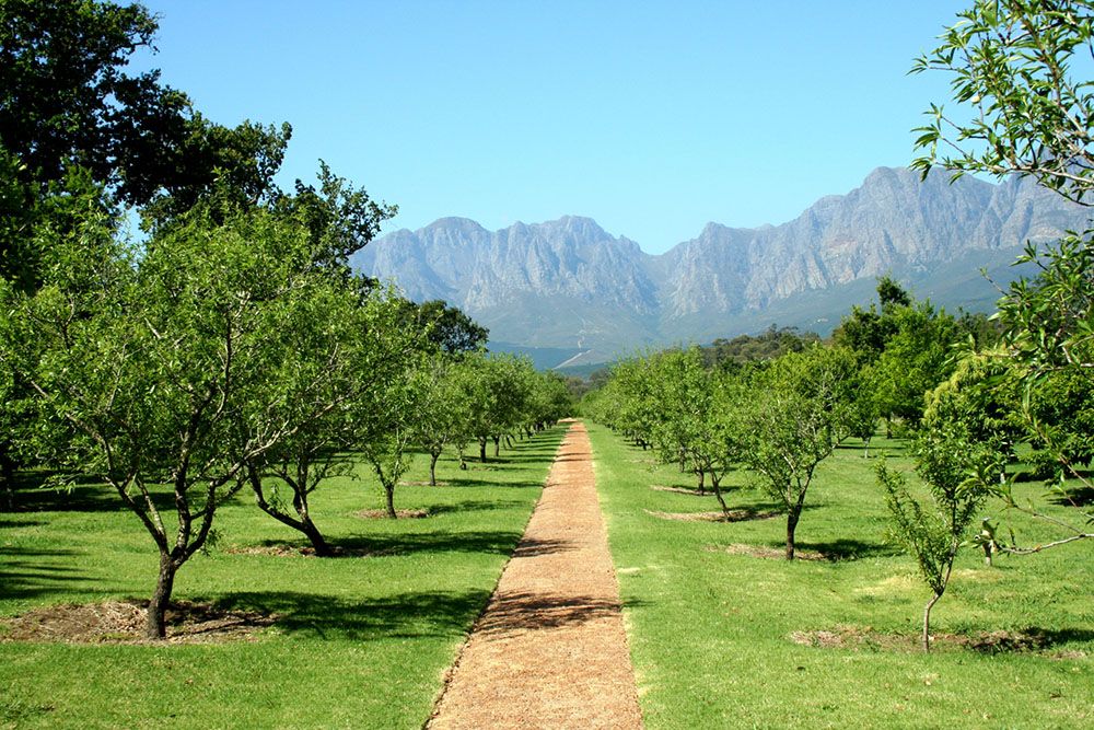 Vineyard in South Africa