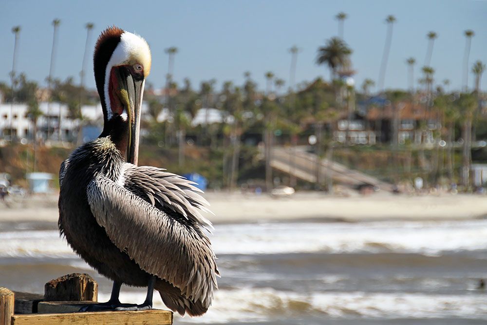 Pelican