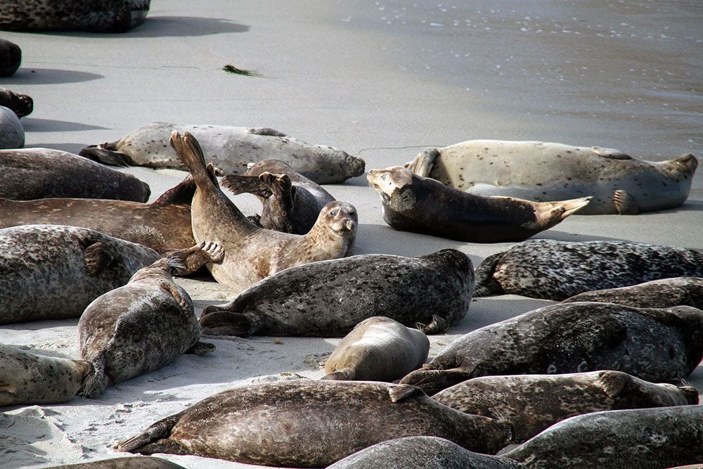 Sea Lions