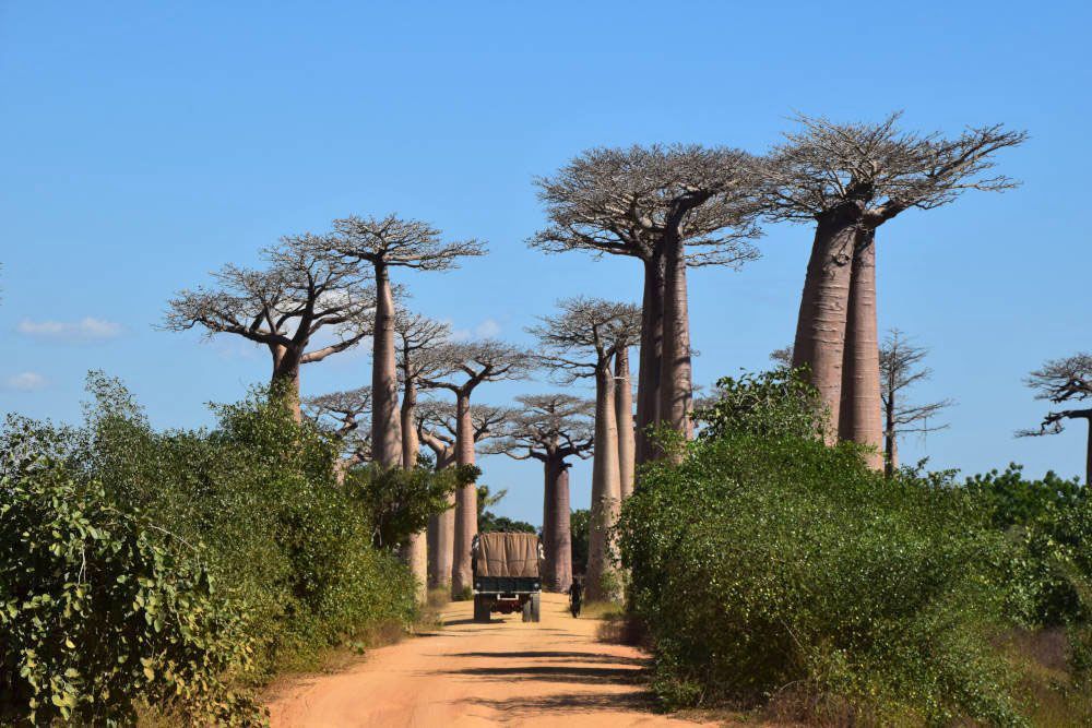 Baobab trees in Madagascar