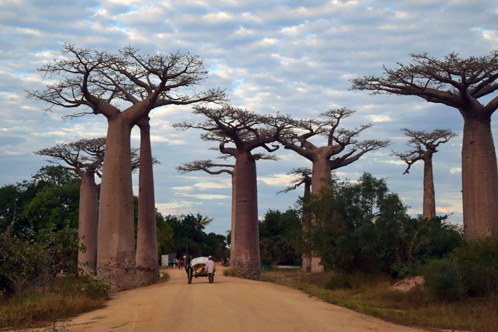 Baobab trees in Madagascar