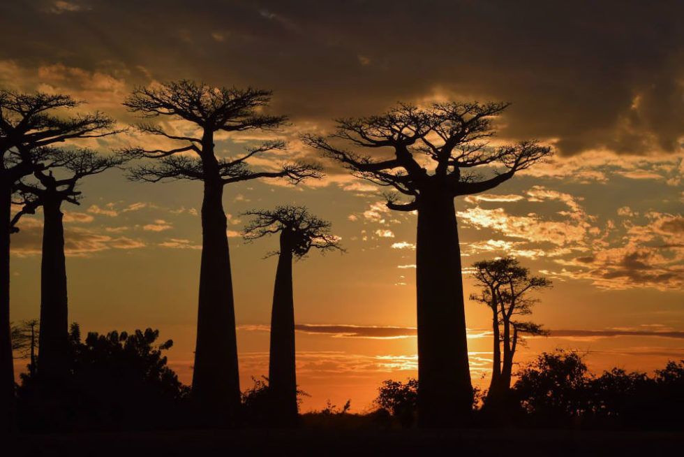 All e Des Baobabs Madagascar s Most Famous Road Silver travellers