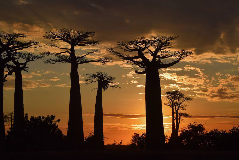 Baobab trees in Madagascar