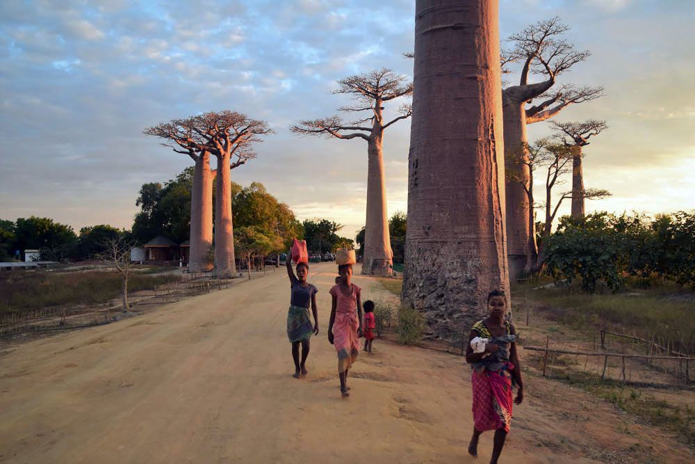 Baobab trees in Madagascar