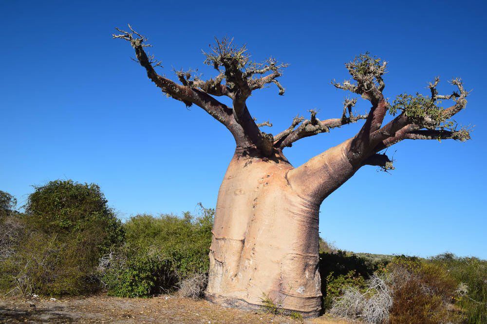 Big baobab