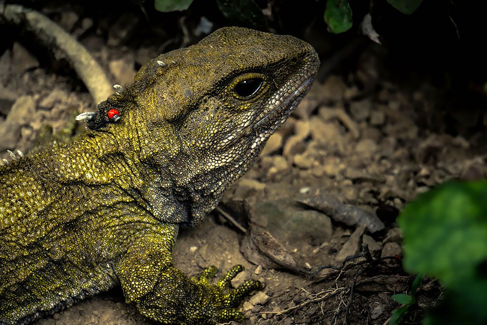 Lizard in Zealandia