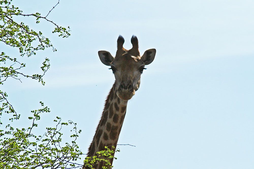 Giraffe