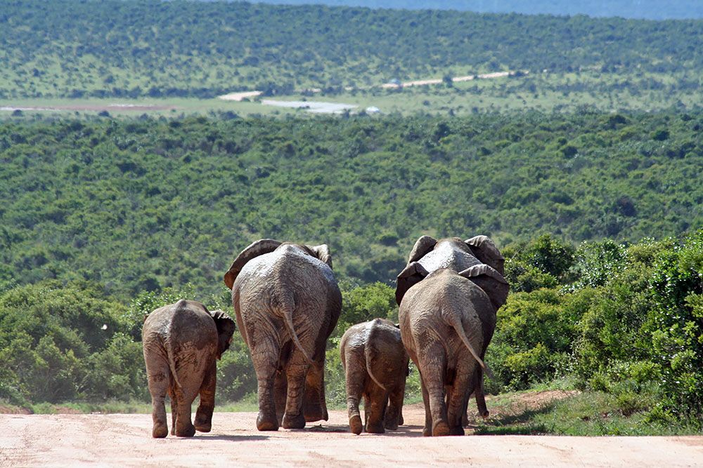 Elephants in Addo