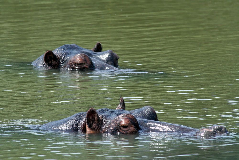 Hippos