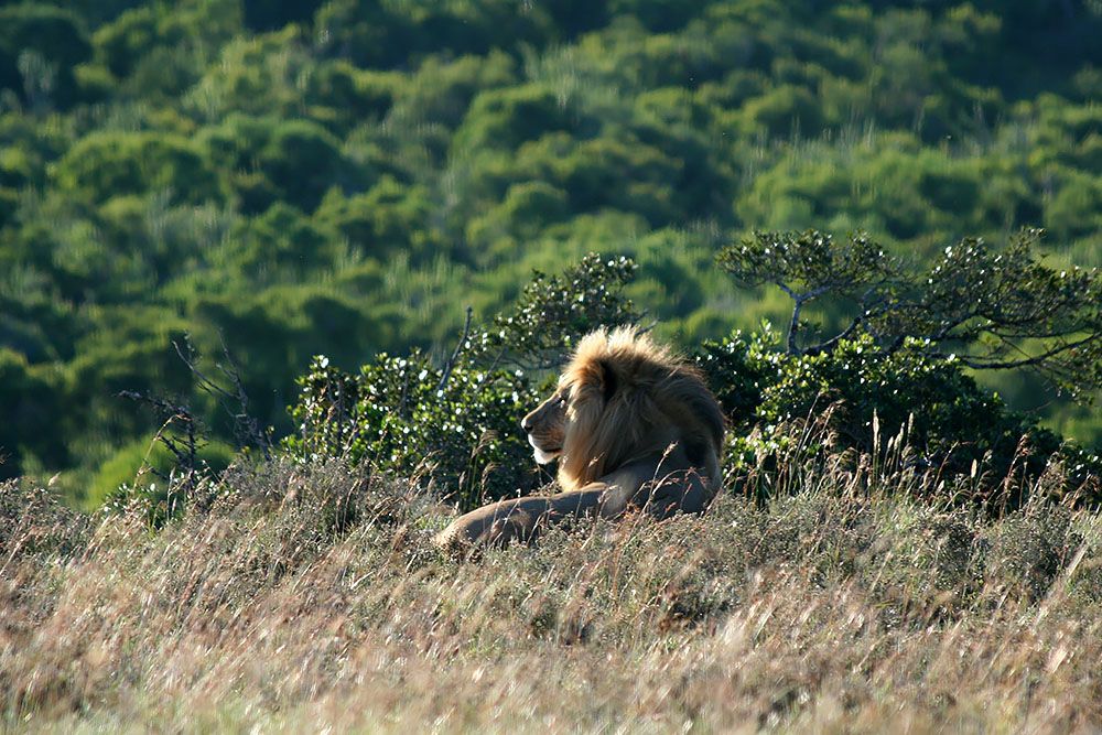 Lion in Addo