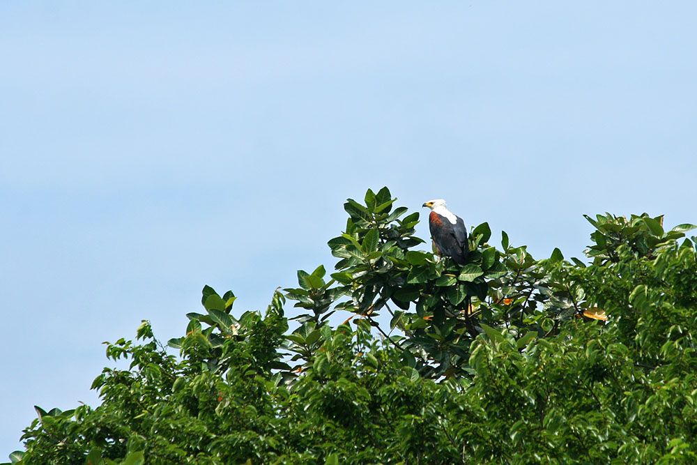 Raptor