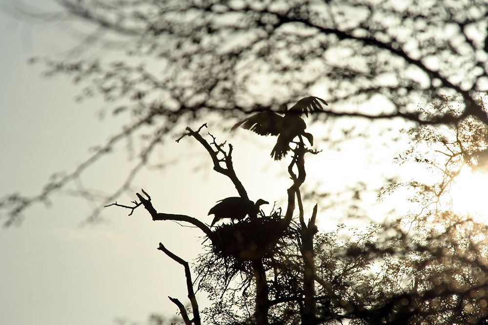 Bird's nest