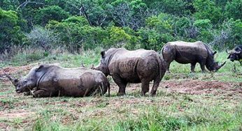 The most beautiful parks for a safari in South Africa
