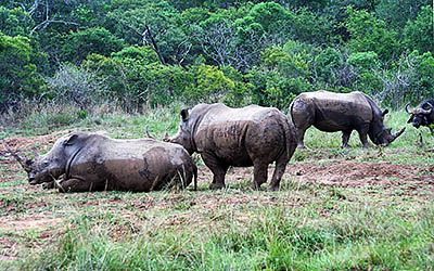 The most beautiful parks for a safari in South Africa