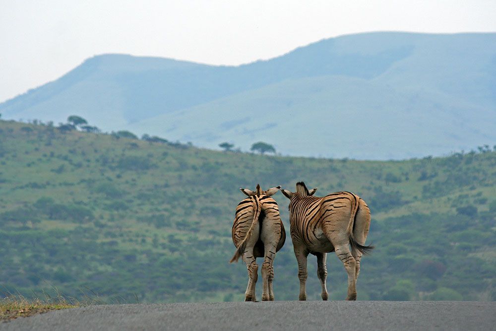 Zebras