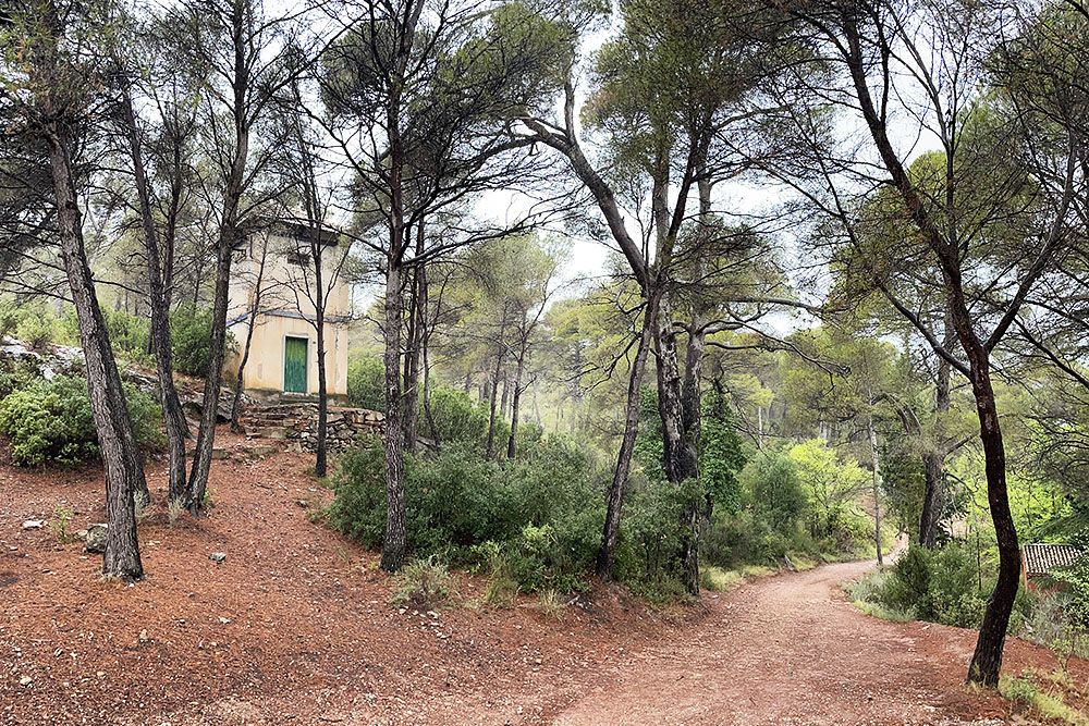 Forest in the Sierra Espuña