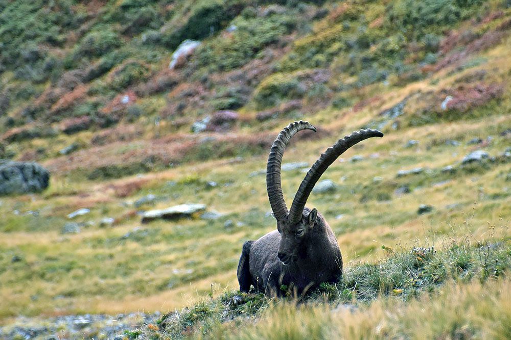 Ibex