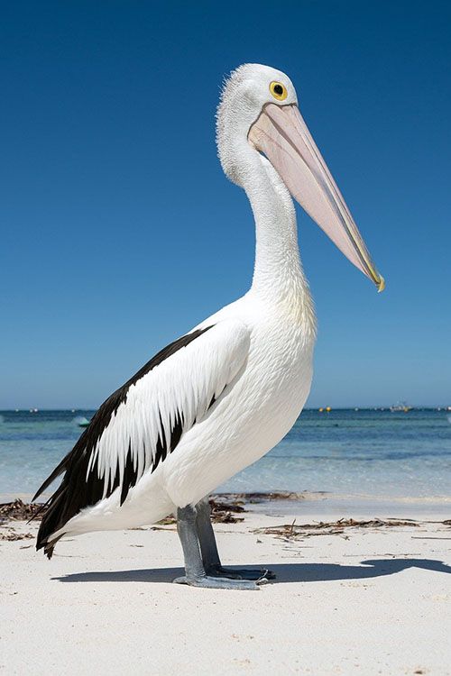 Pelican