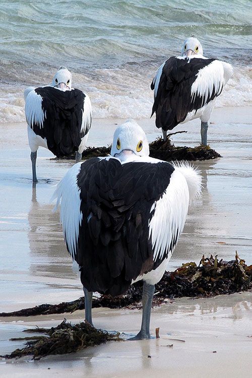 Pelicans