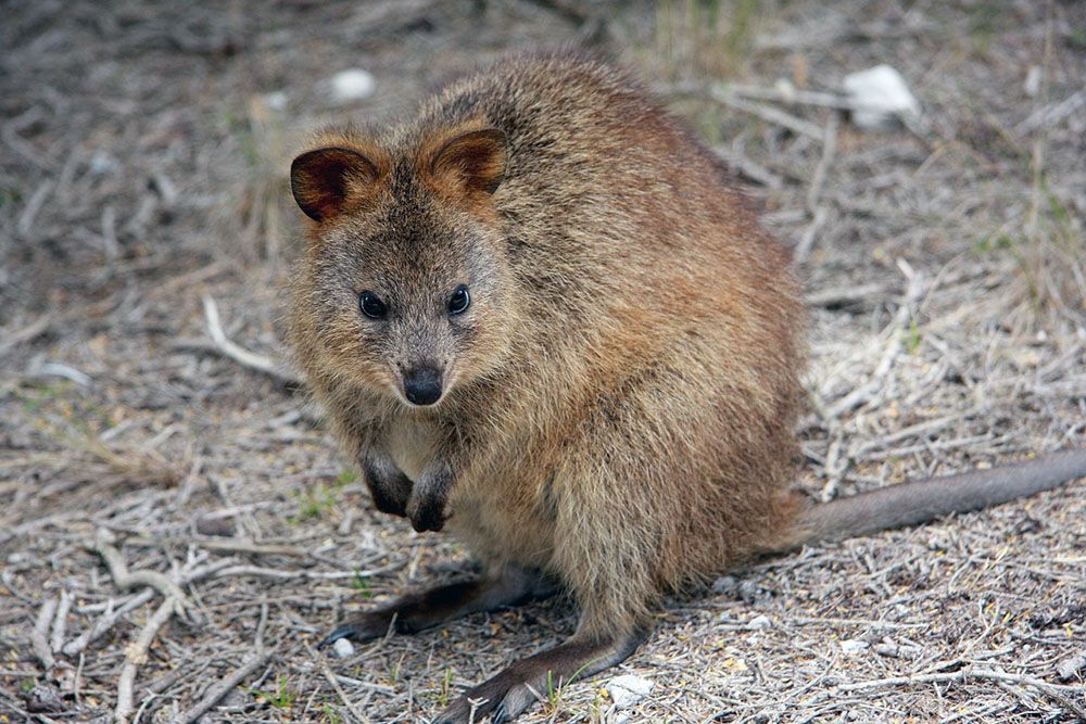 Quokka