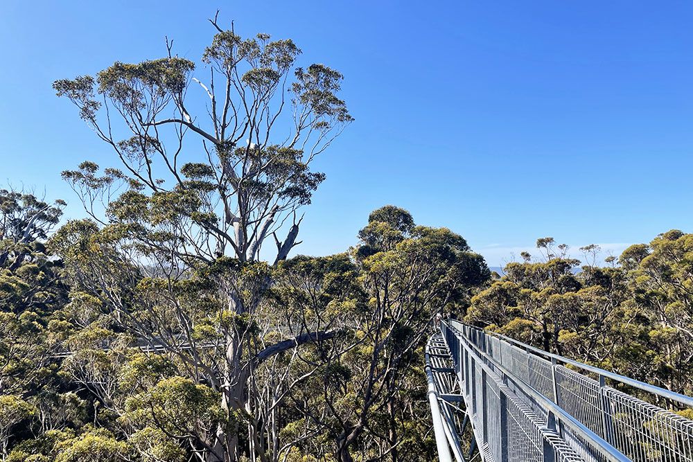 tree top walk